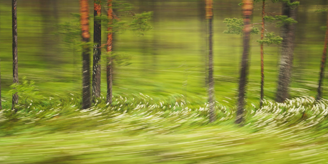Bewegungsunscharfe Aufnahme eines schwedischen Waldbodens mit Blumen